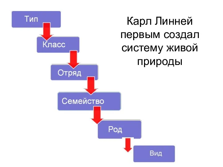 Карл Линней первым создал систему живой природы