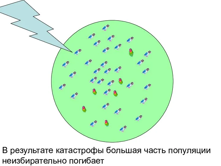 В результате катастрофы большая часть популяции неизбирательно погибает