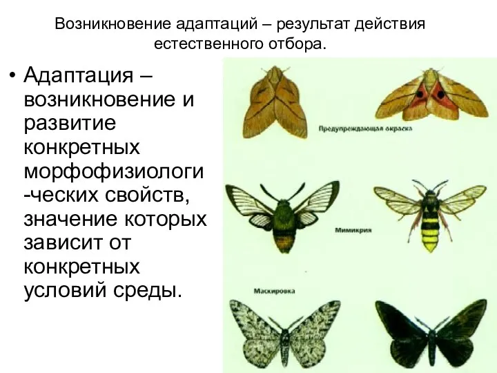 Возникновение адаптаций – результат действия естественного отбора. Адаптация – возникновение