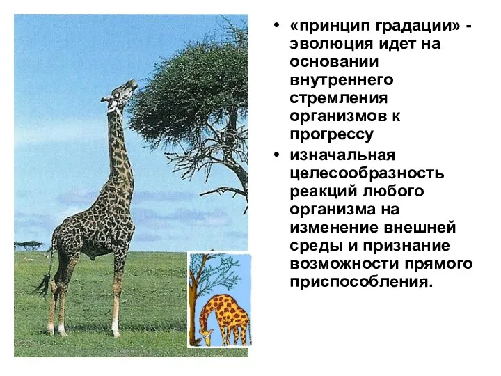 «принцип градации» - эволюция идет на основании внутреннего стремления организмов