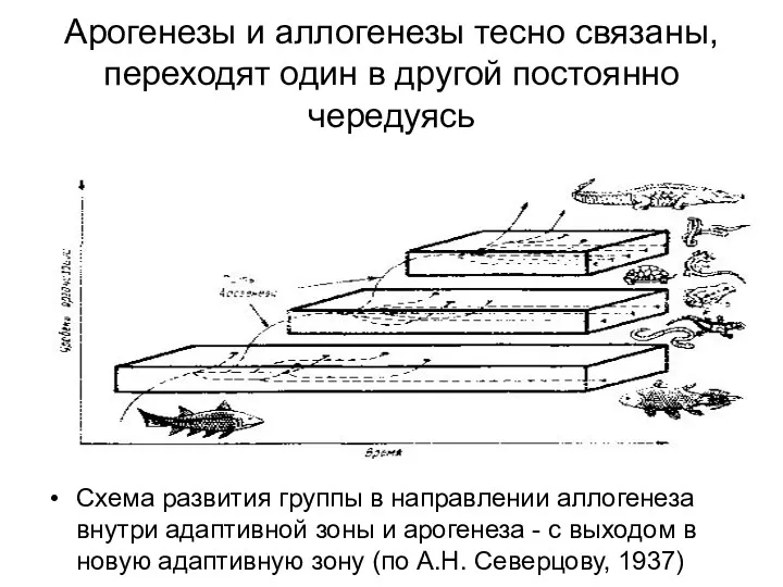 Арогенезы и аллогенезы тесно связаны, переходят один в другой постоянно