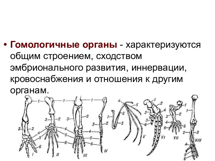 Гомологичные органы - характеризуются общим строением, сходством эмбрионального развития, иннервации, кровоснабжения и отношения к другим органам.