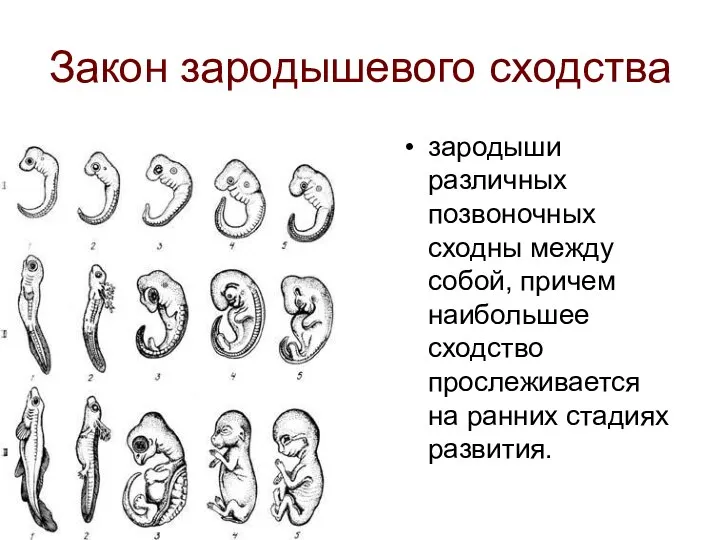 Закон зародышевого сходства зародыши различных позвоночных сходны между собой, причем