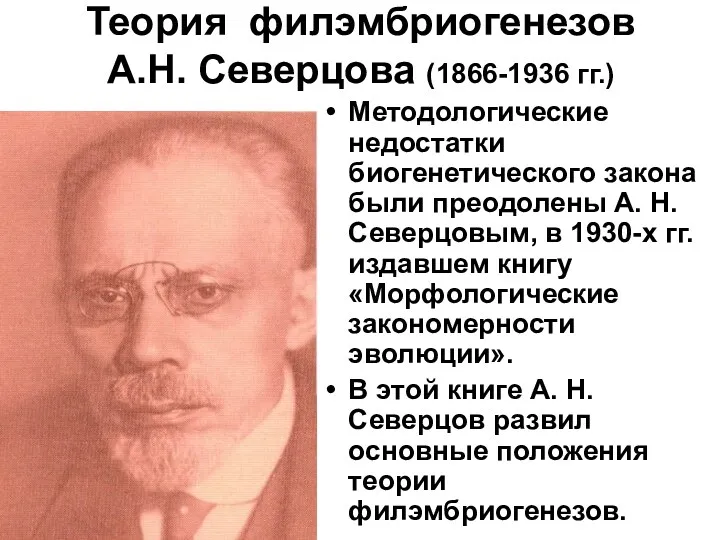 Теория филэмбриогенезов А.Н. Северцова (1866-1936 гг.) Методологические недостатки биогенетического закона