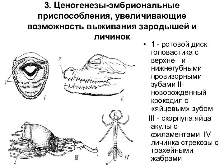 3. Ценогенезы-эмбриональные приспособления, увеличивающие возможность выживания зародышей и личинок 1