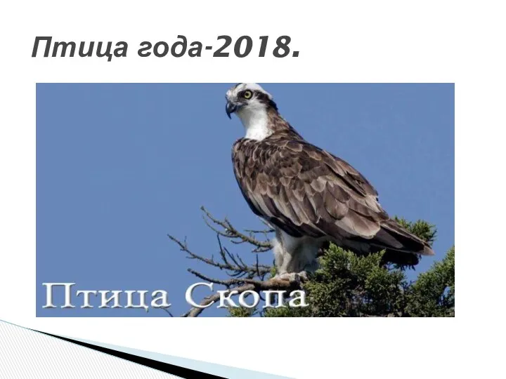 Птица года-2018.