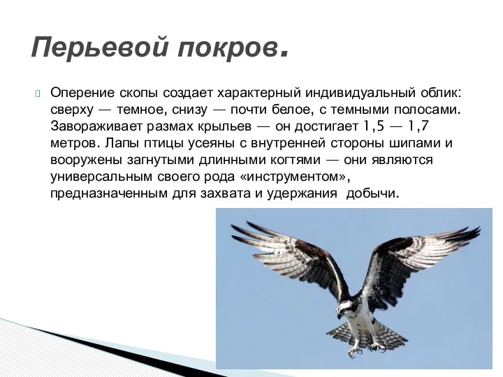 Оперение скопы создает характерный индивидуальный облик: сверху — темное, снизу