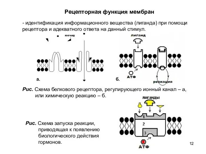Рецепторная функция мембран - идентификация информационного вещества (лиганда) при помощи рецептора и адекватного