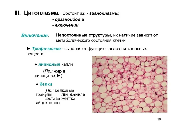 III. Цитоплазма. Состоит из: - гиалоплазмы, - органоидов и - включений. Включения. Непостоянные