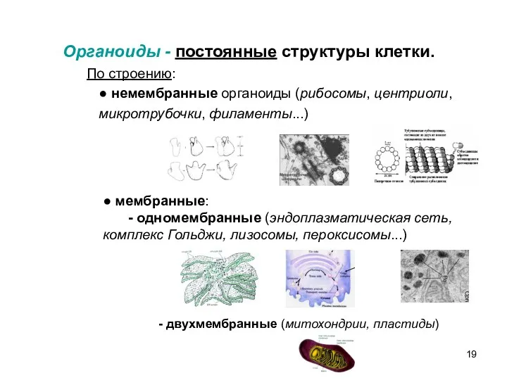 Органоиды - постоянные структуры клетки. По строению: ● немембранные органоиды (рибосомы, центриоли, микротрубочки,