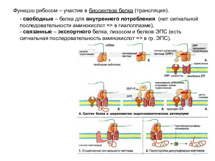 Функции рибосом – участие в биосинтезе белка (трансляция). - свободные – белка для