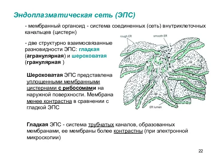 Эндоплазматическая сеть (ЭПС) - мембранный органоид - система соединенных (сеть) внутриклеточных канальцев (цистерн)