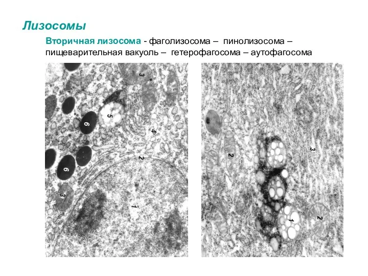 Лизосомы Вторичная лизосома - фаголизосома – пинолизосома – пищеварительная вакуоль – гетерофагосома – аутофагосома