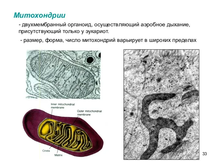 Митохондрии - двухмембранный органоид, осуществляющий аэробное дыхание, присутствующий только у эукариот. - размер,