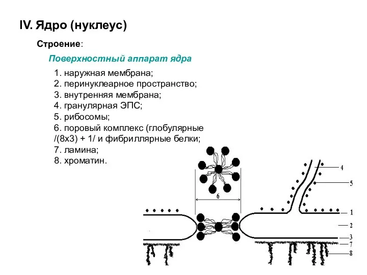 IV. Ядро (нуклеус) Строение: Поверхностный аппарат ядра 1. наружная мембрана; 2. перинуклеарное пространство;