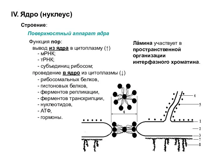 IV. Ядро (нуклеус) Строение: Поверхностный аппарат ядра - рибосомальных белков, - гистоновых белков,