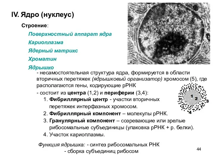 IV. Ядро (нуклеус) Строение: Поверхностный аппарат ядра Кариоплазма Ядерный матрикс Хроматин Ядрышко -