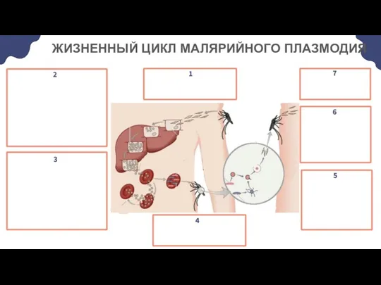 ЖИЗНЕННЫЙ ЦИКЛ МАЛЯРИЙНОГО ПЛАЗМОДИЯ ПРОМЕЖУТОЧНЫЙ ХОЗЯИН ОСНОВНОЙ ХОЗЯИН