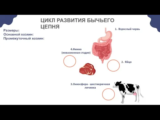 Размеры: Основной хозяин: Промежуточный хозяин: ЦИКЛ РАЗВИТИЯ БЫЧЬЕГО ЦЕПНЯ