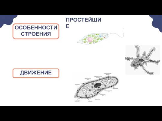 ПРОСТЕЙШИЕ ОСОБЕННОСТИ СТРОЕНИЯ ДВИЖЕНИЕ