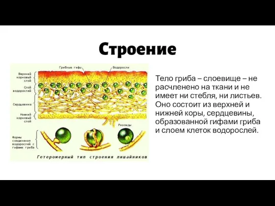 Строение Тело гриба – слоевище – не расчленено на ткани