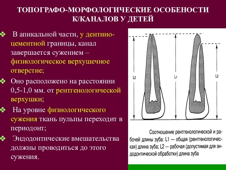 ТОПОГРАФО-МОРФОЛОГИЧЕСКИЕ ОСОБЕНОСТИ К/КАНАЛОВ У ДЕТЕЙ В апикальной части, у дентино-цементной