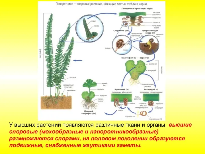 У высших растений появляются различные ткани и органы, высшие споровые