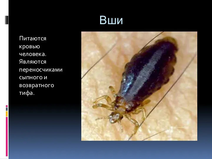 Вши Питаются кровью человека. Являются переносчиками сыпного и возвратного тифа.