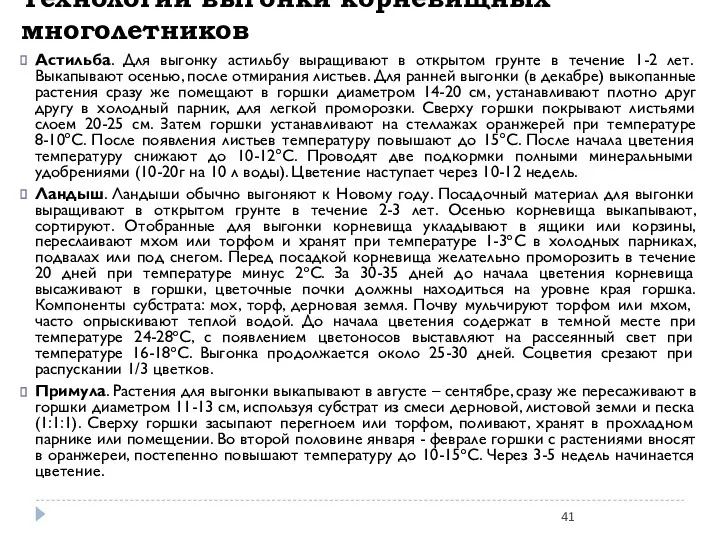 Технологии выгонки корневищных многолетников Астильба. Для выгонку астильбу выращивают в