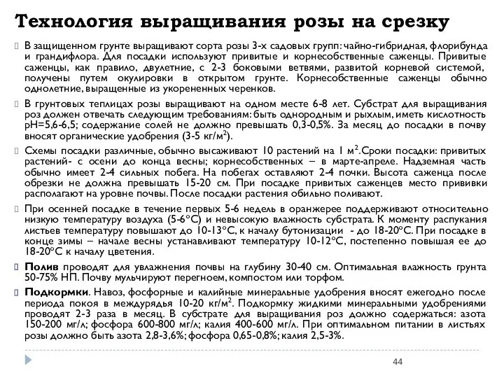 Технология выращивания розы на срезку В защищенном грунте выращивают сорта