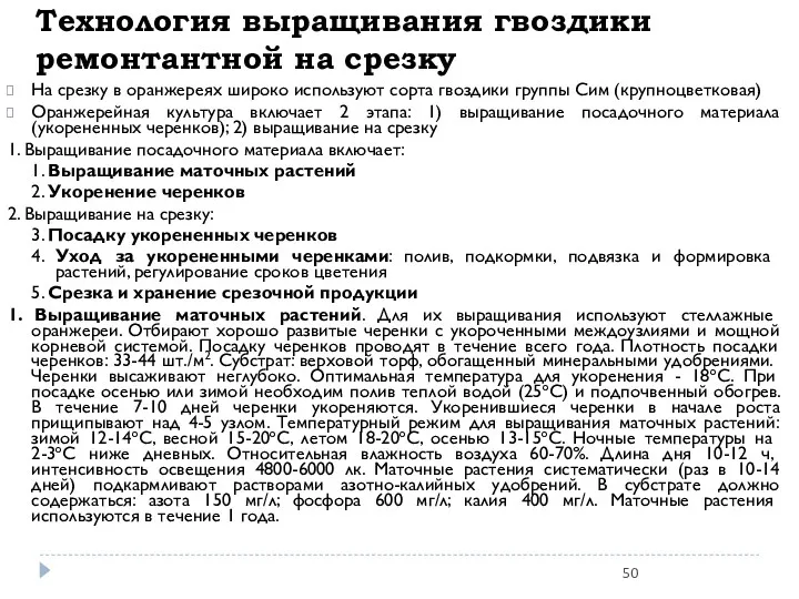 Технология выращивания гвоздики ремонтантной на срезку На срезку в оранжереях