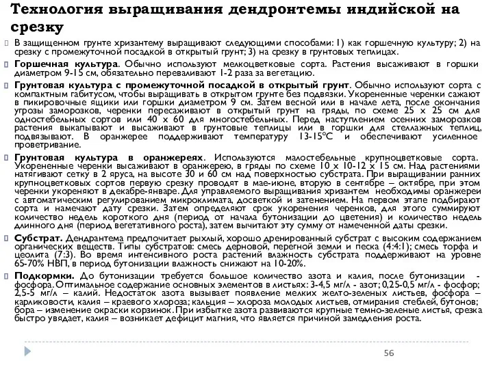 Технология выращивания дендронтемы индийской на срезку В защищенном грунте хризантему