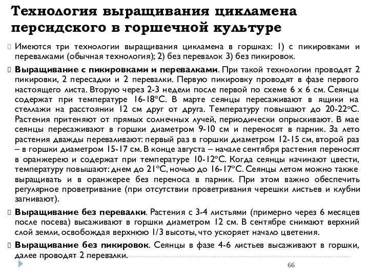 Технология выращивания цикламена персидского в горшечной культуре Имеются три технологии