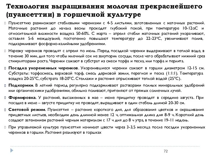 Технология выращивания молочая прекраснейшего (пуансеттии) в горшечной культуре Пуансеттию размножают