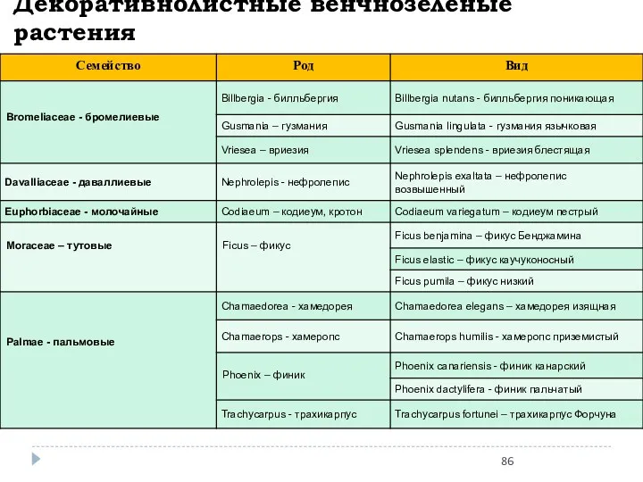 Декоративнолистные венчнозеленые растения