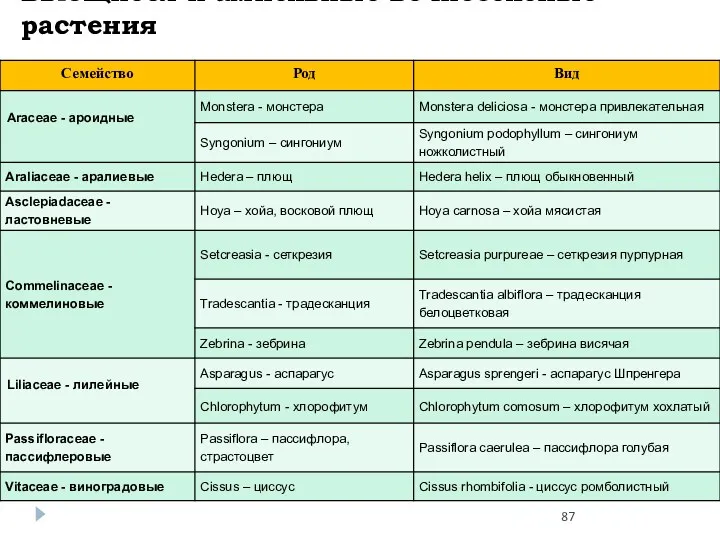 Вьющиеся и ампельные вечнозеленые растения