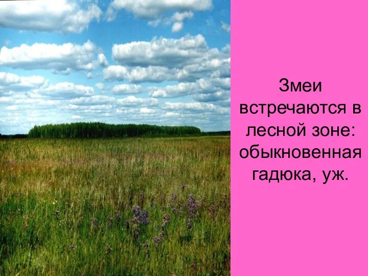 Змеи встречаются в лесной зоне: обыкновенная гадюка, уж.