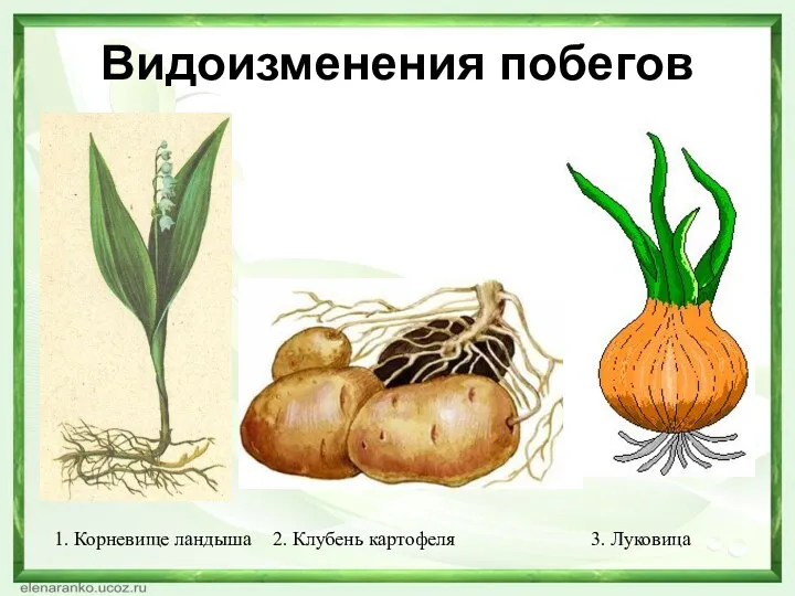 Видоизменения побегов 1. Корневище ландыша 2. Клубень картофеля 3. Луковица