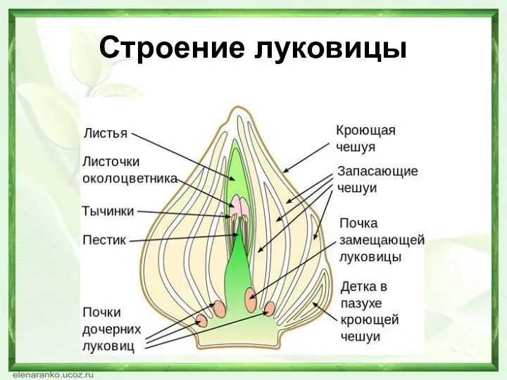 Строение луковицы