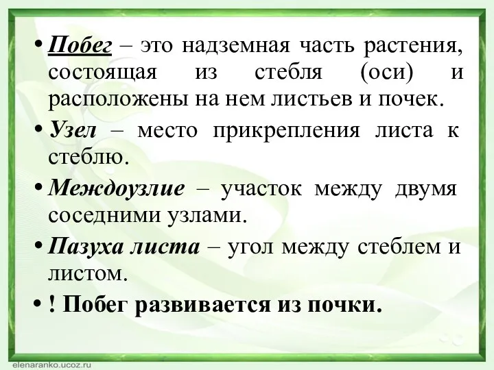 Побег – это надземная часть растения, состоящая из стебля (оси)