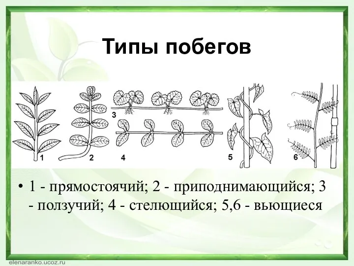 Типы побегов 1 - прямостоячий; 2 - приподнимающийся; 3 -