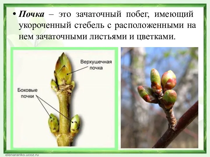 Почка – это зачаточный побег, имеющий укороченный стебель с расположенными на нем зачаточными листьями и цветками.