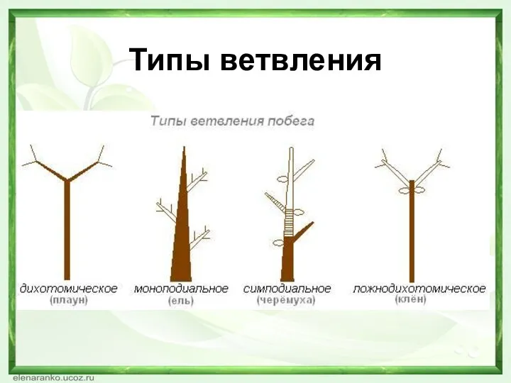 Типы ветвления