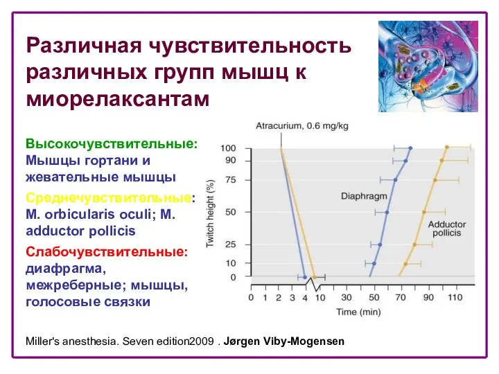 Miller's anesthesia. Seven edition2009 . Jørgen Viby-Mogensen Высокочувствительные: Мышцы гортани