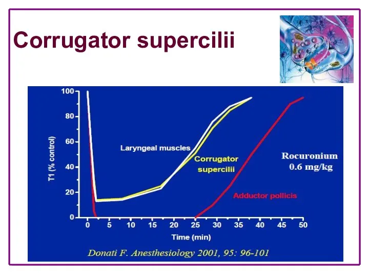 Corrugator supercilii