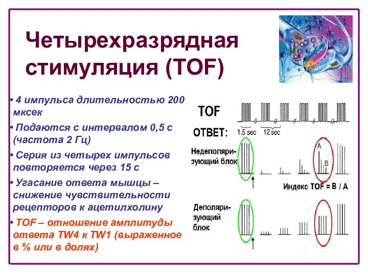 Четырехразрядная стимуляция (TOF) 4 импульса длительностью 200 мксек Подаются с