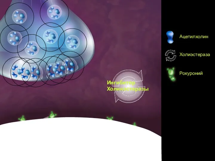 Сцена 3 Ингибитор Холинэстеразы
