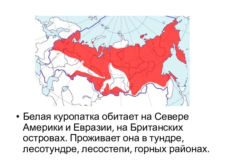 Белая куропатка обитает на Севере Америки и Евразии, на Британских