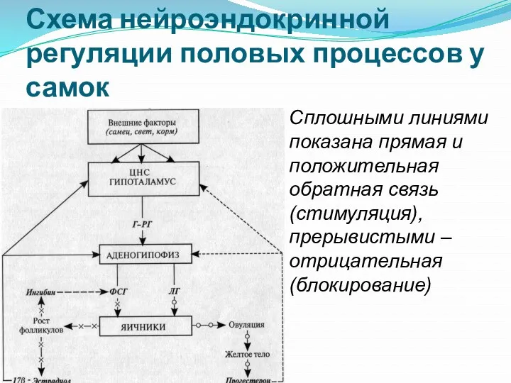 Схема нейроэндокринной регуляции половых процессов у самок Сплошными линиями показана