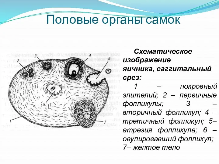 Половые органы самок Схематическое изображение яичника, саггитальный срез: 1 –